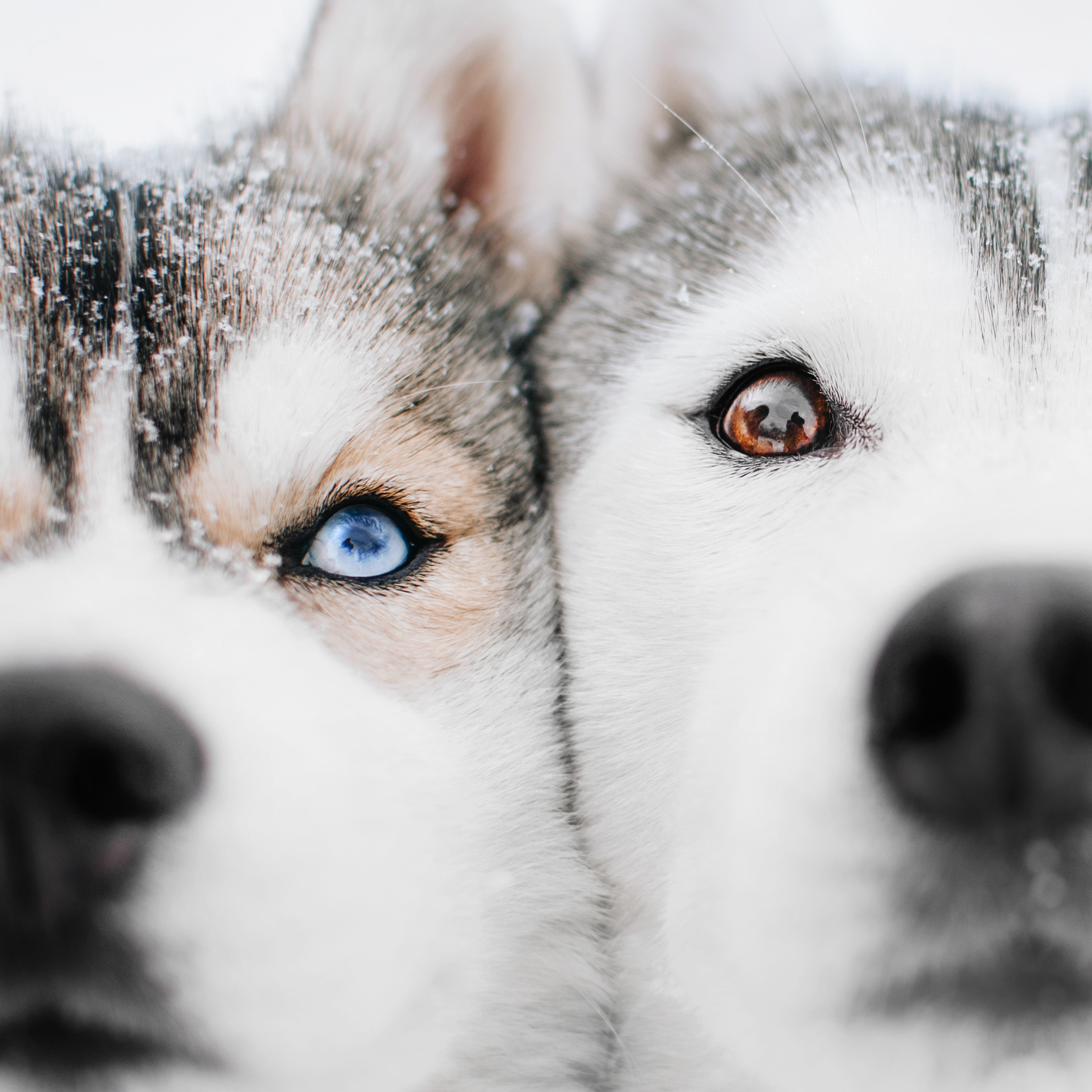 Chiens polaires deals